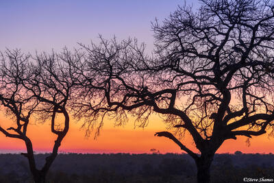 Sabi Sand-Sunset