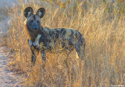 Sabi Sand-Wild Dog in Grass