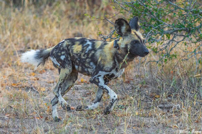 Sabi Sand-Wild Dog Running