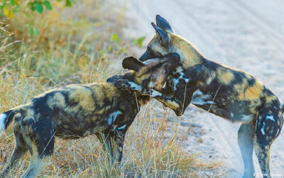 Sabi Sand-Wild Dogs Greeting