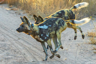 Sabi Sand-Wild Hunting Dogs