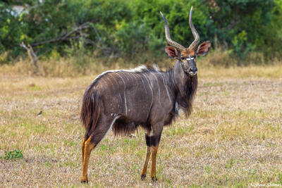 Sabi Sands-Nyala