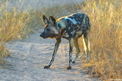Sabi Sands-Painted Dog