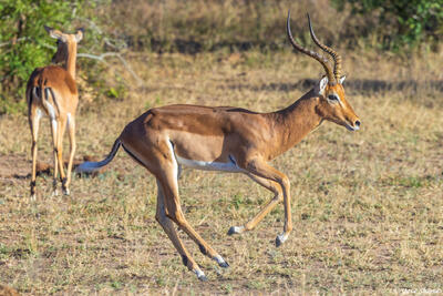 Sabi Sands-Running Impala