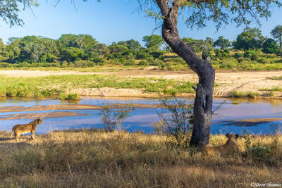 Sabi Sands-Sand River