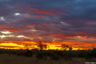Sabi Sands-Sunset