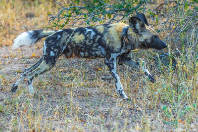 Sabi Sands-Wild Dog