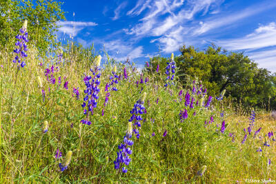 Sacramento County Lupines