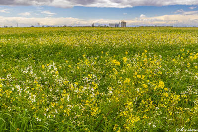 Sacramento County Spring Scene