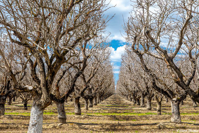 Sacramento Valley Orchard