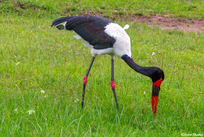 Saddle Billed Stork