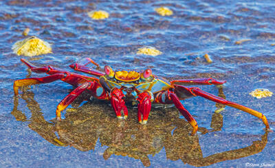 Sally Lightfoot Crab