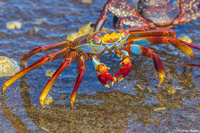 Sally Lightfoot Crab Close Up