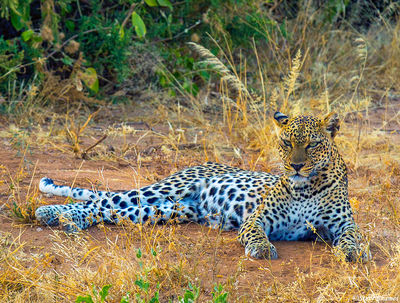 Samburu Leopard Resting