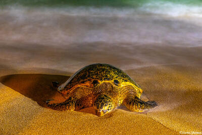 Sea Turtle on Beach