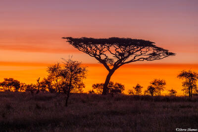 Serengeti--Acacia Sunrise