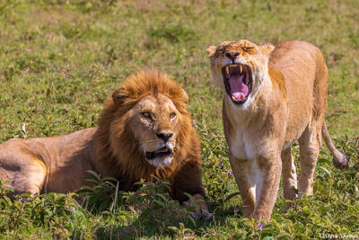 Serengeti--African Lion Couple