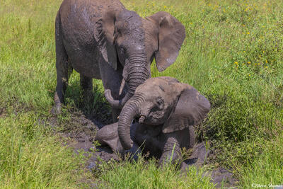 Serengeti--Baby Elephant in Mud