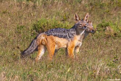 Serengeti--Black Backed Jackal