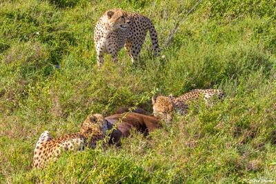 Serengeti--Cheetahs Killing