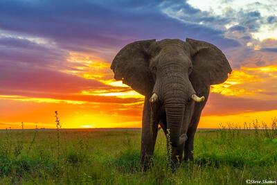 Serengeti--Elephant at Sunrise