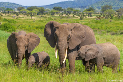 Serengeti--Elephant Family