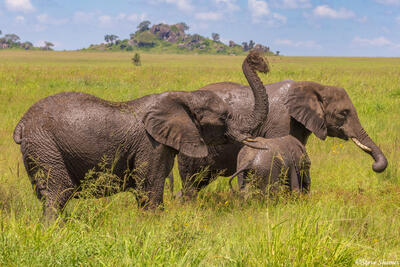 Serengeti--Elephants Throwing Mud