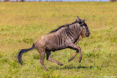 Serengeti--Galloping Wildebeest