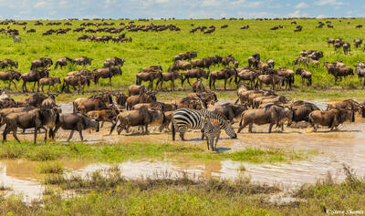 Serengeti--Great Migration Herd