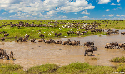 Serengeti--Herd Crossing Water