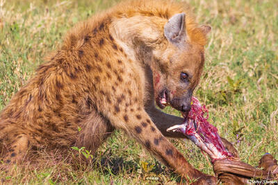 Serengeti--Hyena Eating