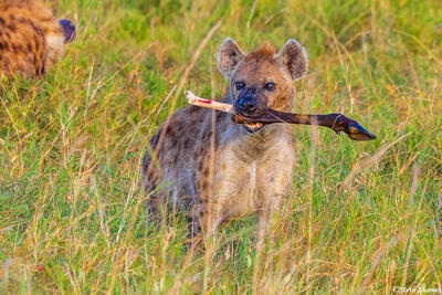 Serengeti--Hyena With Wildebeest Leg