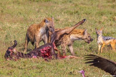 Serengeti--Hyenas Eating Wildebeest