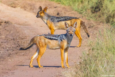 Serengeti--Jackals on Road