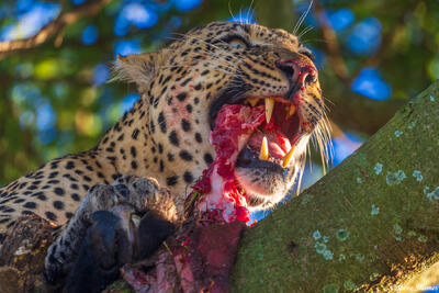 Serengeti--Leopard Eating Close Up