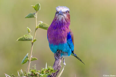 Serengeti--Lilac Breasted Roller