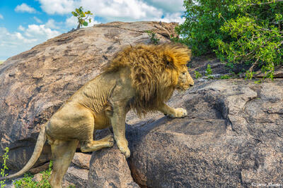Serengeti--Lion Climbing Rock