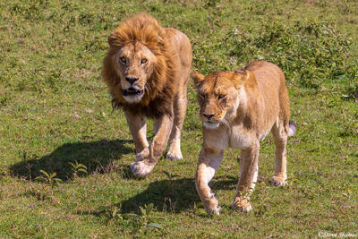 Serengeti--Lion Couple