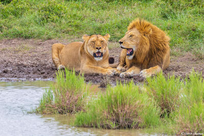 Serengeti--Lion Couple by Waterhole