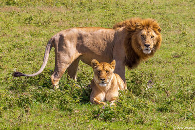 Serengeti--Lion Couple in Grass