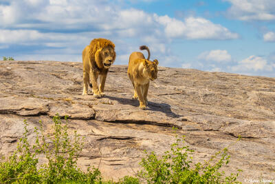 Serengeti--Lion Couple on Rock