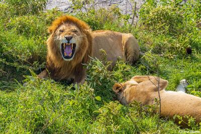 Serengeti--Lion Grimacing