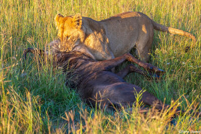 Serengeti--Lion Kill
