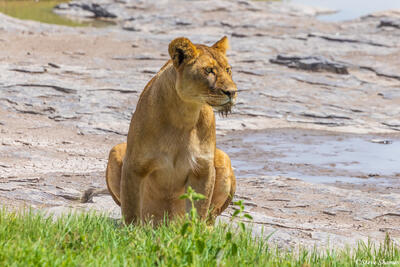 Serengeti--Lioness at Waterhole