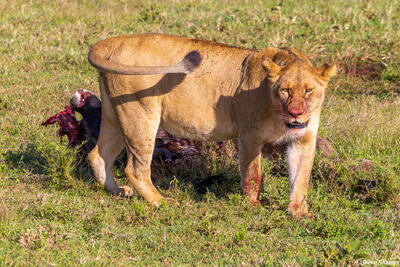 Serengeti--Lioness Finishes Eating