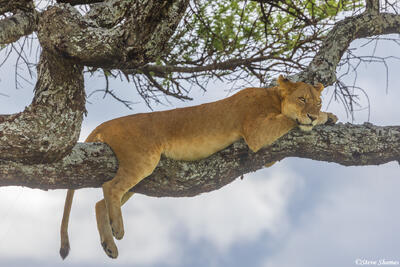 Serengeti--Lioness in Tree