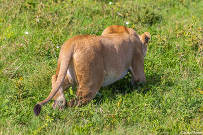 Serengeti--Lioness Stalking Zebras