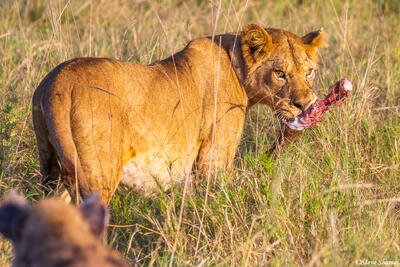 Serengeti--Lioness Stares Down Hyenas