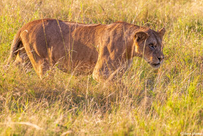 Serengeti--Lioness Walking