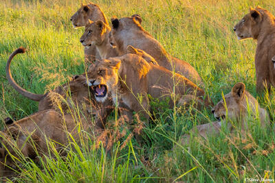 Serengeti--Lions by Road